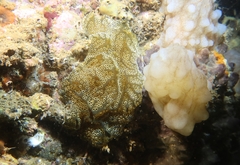 Distaplia bermudensis