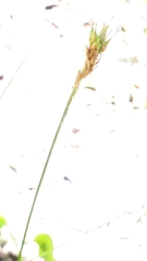 Carex castanea