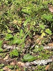 Gnophaela latipennis