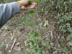 Passiflora jaenensis