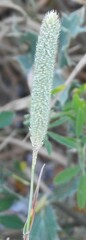 Phleum pratense bertolonii
