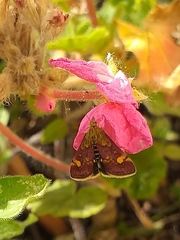 Pyrausta aurata