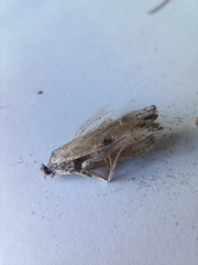 Agriphila inquinatella