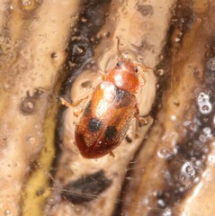 Coccidula scutellata