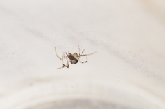 Parasteatoda simulans