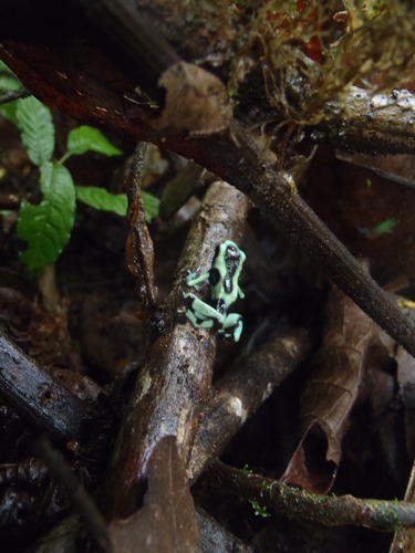 Dendrobates auratus