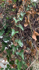 Smilax aspera