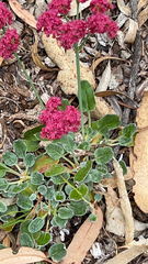 Eriogonum grande