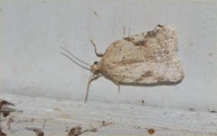 Acleris placidana
