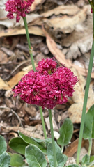 Eriogonum grande