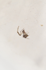 Parasteatoda simulans