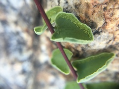 Pellaea bridgesii