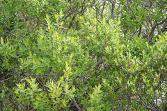 Salix pulchra