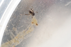 Parasteatoda simulans