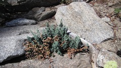 Pellaea bridgesii