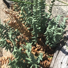Pellaea bridgesii