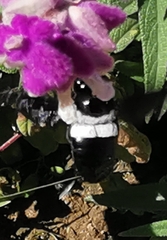Xylocopa