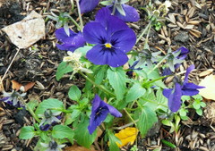 Viola × wittrockiana