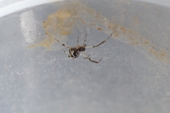 Parasteatoda simulans