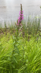 Lythrum salicaria