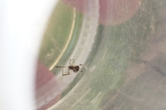 Parasteatoda simulans