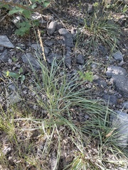 Festuca kingii