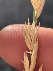 Festuca kingii