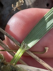 Festuca kingii