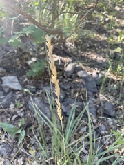Festuca kingii