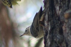 Sitta carolinensis tenuissima