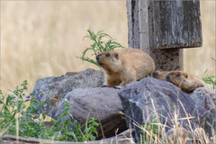 Marmota sibirica