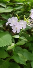 Phlox amplifolia