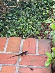 Anolis sagrei