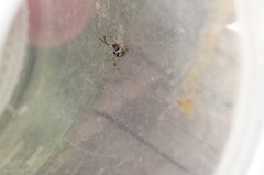 Parasteatoda simulans