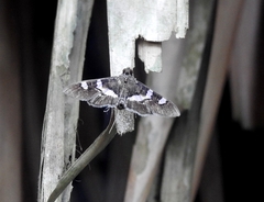 Desmia subdivisalis