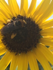 Svastra obliqua obliqua