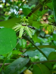 Protandrena passiflorae