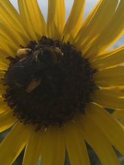 Svastra obliqua obliqua