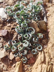 Albuca spiralis