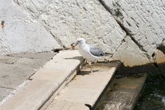 Larus michahellis