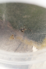 Parasteatoda simulans