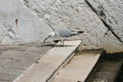 Larus michahellis