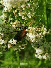 Phyllopertha horticola