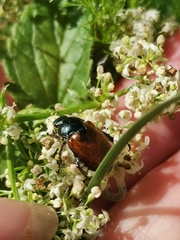 Phyllopertha horticola