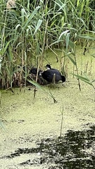 Fulica atra