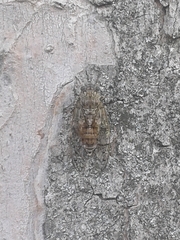 Cicada