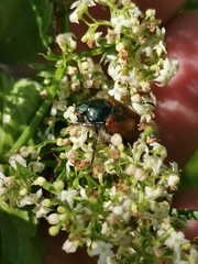 Phyllopertha horticola