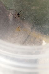 Parasteatoda simulans