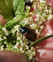 Phyllopertha horticola