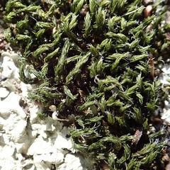Grimmia lisae